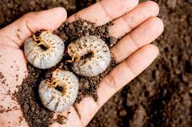 Engerlinge sind larven verschiedener käferarten. Engerlinge Bekampfen So Toten Sie Die Larven Im Hochbeet