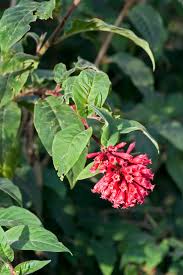 Image result for Cestrum