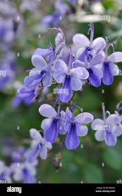 Image result for Clerodendrum buchneri