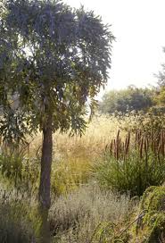 Image result for Cussonia