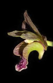 Image result for Eulophia tenella