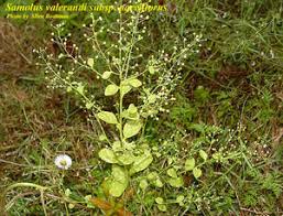 Image result for Samolus