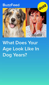 How Old Are You In Dog Years Dog Years Dogs Quiz