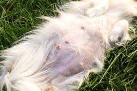 The bad news is that breast (mammary) cancer in dogs is common—in fact even more prevalent than humans; How Many Nipples Do Dogs Have Vet Explains Pets