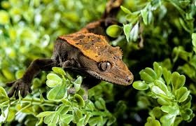 Eventually, players are forced into a shrinking play zone to engage each other in a tactical and diverse. Crested Gecko Name Ideas Lovetoknow