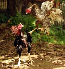Hasil gambar untuk ayam bangkok