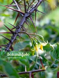 Image result for Solanum torreanum