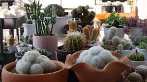 At the same time, do not allow any dirt to get near your hand. Cat Cactus Home Facebook