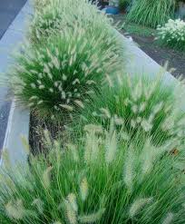 De naam zegt het al, deze pennisetum blijft aanmerkelijk lager dan de gewone soort. Pennisetum Alopecuroides Little Bunny Fountain Grass Plants Ornamental Grasses Garden Plants