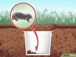 Pièges à souris sans cruauté qui ne nuisent pas à la souris peuvent être coûteux ou inefficaces. 5 Manieres De Attraper Des Taupes Wikihow