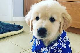 Some of the puppies in these images are so tiny and precious that it can be difficult to wrap your head around the fact that they're living, breathing creatures! 16 Golden Retrievers That Are So Cute They Ll Make You Scream