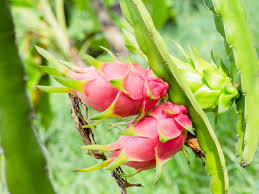 Eating dragon fruit may also help the body maintain its normal function by helping eliminate toxic heavy metals14 and improving make sure to consume dragon fruit in moderation because it contains fructose, a type of sugar that may be harmful to your. American Beauty Dragon Fruit Cactus Just Fruits And Exotics