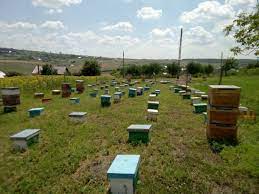 Maybe you would like to learn more about one of these? Matci Fecundate Sau Imperecheate Selectionate In 2021 De Vanzare Cu Livrare Oriunde