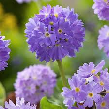 Showy Lilac Drumstick Primrose Primula Denticulata 20 Seeds Primula Denticulata Primula Beautiful Flowers