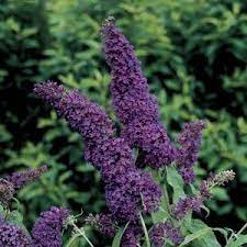 Buddleja Davidii Black Knight Vlinderstruik Tuinplanten Planten