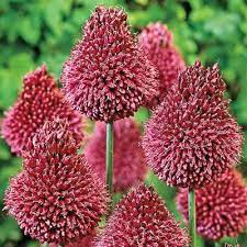 Allium Drumstick Allium Summer Garden Flowers