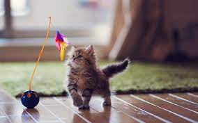 Contrary to popular belief, kitten play has nothing to do with bestiality. Cute Kitten Play Toy Photo Wallpaper 1920x1200 12458