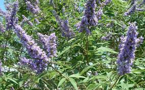 Image result for Vitex obovata