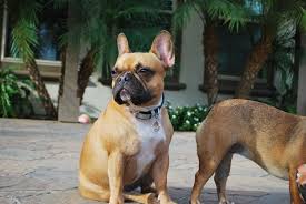 The ornament is made of a lightweight wood, which keeps the. Guess What Our Collars Are Available On Amazon Now Be Sure To Check Out The Link In Our Bio Our Size Range Cute Animals Dogs And Puppies Leather Dog Collars