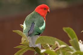 Small Bird With Red Head And Brown Body Parrots Parrot Pet Best Pet Birds Australian Parrots