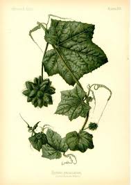 Image result for Sicyos