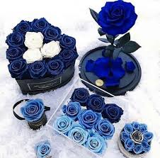 Black And Blue Roses Delivery Pin By Nazia Khan On Dpz Blue Roses Luxury Flowers Rose