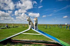 Ostfriesland ist der nordwesten in niedersachen mit seinen sieben ostfriesischen inseln, der nordseeküste am unesco weltnaturerbe wattenmeer sowie seinem grünen binnenland. Urlaub Mit Hund In Ostfriesland Hundeurlaub An Der Nordsee