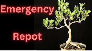 Image result for Ficus tettensis