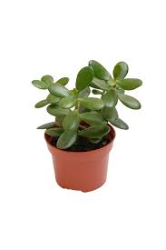 Image result for Crassula lanceolata
