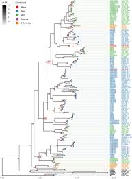 Image result for Dalbergia bracteolata