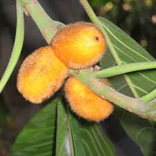 Image result for Ficus saussureana