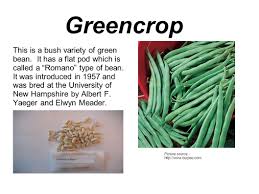 To plant bush bean seeds, sow them about one to one and a half inches deep and three inches apart, with your bean rows 18 inches apart. Hello Bean Gardeners Did You Know That Beans Are One Of The Oldest Cultivated Plants On Our Planet People Have Been Farming Beans For Thousands Of Ppt Download