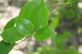 Check spelling or type a new query. Greenbrier Smilax Rotundifolia Herbe Rowe