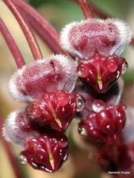 Image result for Kotschya sp.no.A