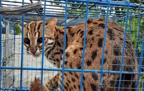 Harga kamar mulai dari rp590.000 per malam lokasi: Bksda Sumbar Lepas Kucing Hutan Di Rimbo Panti Barometernews Id