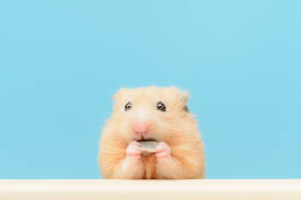 How Often Do I Clean Out My Hamster's Cage? | Hamster Hygiene | Hamsters