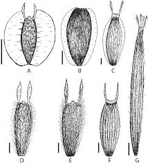 Image result for Bidens schimperi