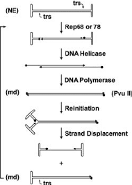 Image result for White 1998 AAV