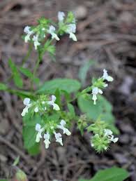 Image result for Stachys pseudonigricans