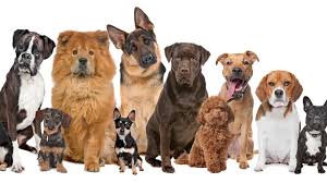 People easing into their golden years will enjoy th. Can You Pass This Dog Breed Identification Quiz Zoo