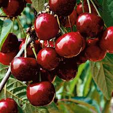 секрет раскрыт лучшее удобрение всех времен чай из травы Schwarz Rote Knorpelkirsche Kordia Fruit Trees Fruit Food Pictures