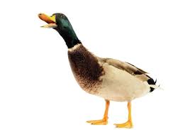 An easy target for any kind of trickery. Trump Is A Lame Duck President An Ornithologist Explains What That Means