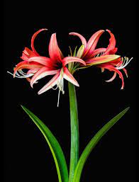 See more ideas about amaryllis, amaryllis flowers, amaryllis bulbs. Amaryllis Hippeastrum Cybister Rose In The Amaryllis Database Garden Org