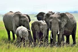 Langkah pertama yang harus kita lakukan adalah dengan yakin, yakinlah bahwa setiap ujian yang kita. Dunia Pencinta Haiwan Malaysia 20 Fakta Menarik Tentang Gajah Gajah Cukup Terkenal Dengan Belalai Dan Gadingnya Yang Menjadi Buruan Dan Ancaman Kepada Kepupusan Spesiesnya Jom Kita Selongkar Antara Info Info Menarik Tentang Gajah