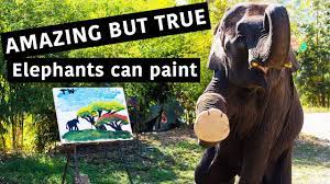 Paintings Made By Elephants | Suda The Elephant In Thailand