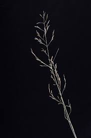 Image result for Eragrostis heteromera