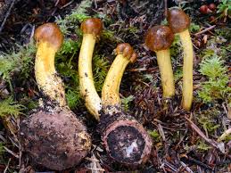 Image result for Tolpis capensis