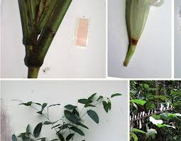 Image result for Marantochloa leucantha