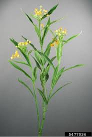 Pigweeds are tall plants with a taproot. Toxic Weed Identification Upson County