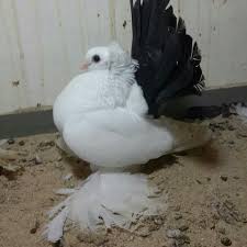 Birds Of The Same Feather Flock Together Meaning In Hindi Pin By Tpｆｕｎｇ On Pigeons And Pigeon Coops Pigeon Pictures Beautiful Birds Fantail Pigeon